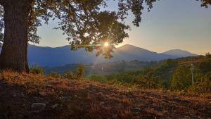 a tree on a hill with a view of a mountain at Il Sottobosco in Satriano di Lucania