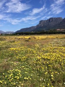ein Feld gelber Blumen mit einem Berg im Hintergrund in der Unterkunft Loft with views in Kapstadt