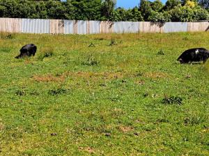 Gallery image of 3 Mile BnB in Hokitika