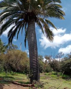 una palmera en medio de un campo en Casavistacolliguay, 