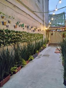 un patio con plantas en la pared de un edificio en Alo México, en Ciudad de México