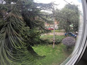 a view of a pine tree from a window at Luminoso y Confortable apt 6 minutos del aeropuerto in Bogotá