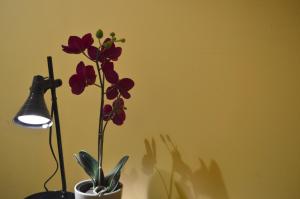 a plant in a pot next to a lamp at Riverside Danube Guest House in Budapest