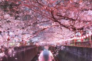 a tunnel of pink cherry blossom trees over a canal at Shibuya Hana House in Tokyo