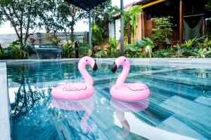 潘切Eco House Villa的游泳池里有两个粉红色的火烈鸟