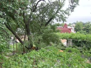 a view of a garden with a tree at Стаи за гости ЖАНА in Varna City