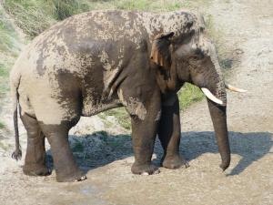 Un elefante che si trova nella terra di una collina di Jungle Base Camp a Bardiyā