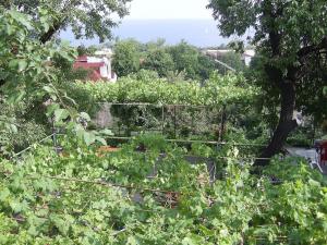 a garden with a view of the ocean at Стаи за гости ЖАНА in Varna City