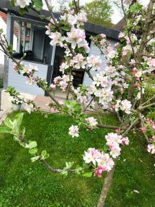 a tree with pink flowers in front of a house at Ferienwohnung Seerose in Hemfurth-Edersee