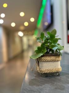 una pianta in vaso seduta sopra un tavolo di Hotel Rheinfall a Neuhausen am Rheinfall