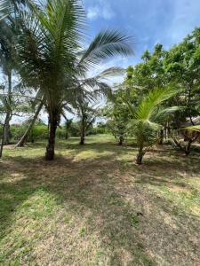 a group of palm trees in a field at Bay Vista-Yala in Kirinda