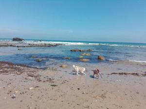 ラ・イスラにあるAlojamiento Monte y Marの海辺の海岸を歩く犬2匹