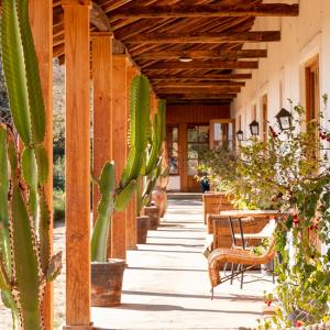 eine Terrasse mit einem Haufen Kakteen, Tischen und Bänken in der Unterkunft Casa Origen in Pirque