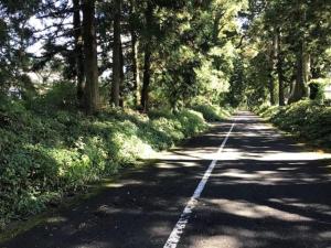 eine leere Straße mit Bäumen an den Seiten in der Unterkunft COZY Inn Free Shuttle service in Nikko