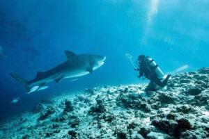 a diver and a tiger shark in the ocean at Dive Residence - Fuvahmulah, Maldives in Fuvahmulah