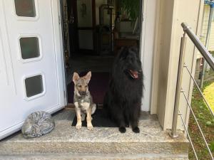 two dogs standing in the doorway of a door at Waldhotel Auerhahn "Hochkopfhaus" in Todtnau