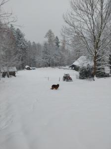 Ein Hund läuft durch einen schneebedeckten Hof in der Unterkunft Apartament Buczyna in Brenna