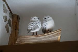 two white birds sitting on top of a shelf at Ferienwohnung Käuzchen in Erfurt