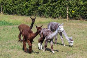 a group of horses standing in a field at Ferienwohnung auf dem Alpaka-Hof in Rubkow +26 photos