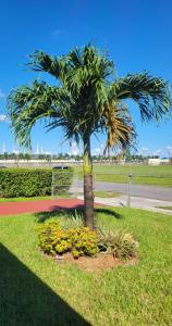 a palm tree in the middle of a park at BOOK ME, 3mins Hard Rock Stadium in Miami Gardens
