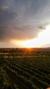 a view of a vineyard with the sunset in the background at L'Espluga de Francolí Xanascat in Espluga de Francolí