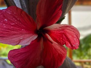 小玉米岛The Lighthouse Retreat, Little Corn island, Nicaragua的相册照片
