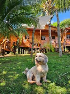 和主人一起入住The Lighthouse Retreat, Little Corn island, Nicaragua的宠物