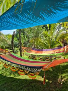 The Lighthouse Retreat, Little Corn island, Nicaragua外面的花园