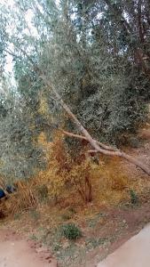 a tree branch laying on the side of a field at Dar l'mamoun in Ouarzazate