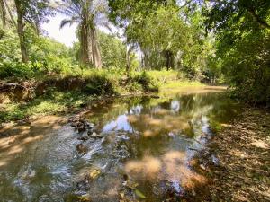 un ruisseau au milieu d'une forêt plantée d'arbres dans l'établissement Hostel Glamping Mistiko Safari - Carmen de apicala, à Carmen de Apicalá