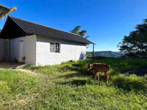 una vaca parada en el césped frente a una casa en Pedacito de cielo en San Salvador