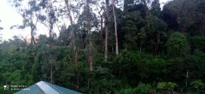 a house in the middle of a forest of trees at Thalagala Oya Resort & Restaurant in Nuwara Eliya