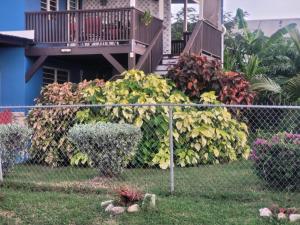 a fence in front of a house with colorful bushes at Silverbuttons Apartments & Eats in Dickenson Bay