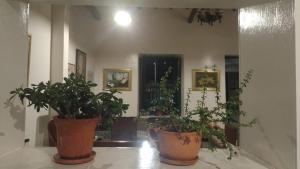 two potted plants sitting on a table in a room at Casa La Plazuela in Curití