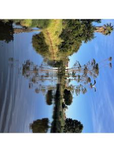 a reflection of trees in the water at Papamoa Two Rooms & Kitchenette - Dogs welcome in Papamoa
