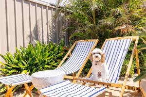 和主人一起入住Bel Air, 8A Ocean Ave - pet friendly, water views and air con的宠物