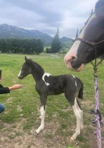 Animale la sau în apropiere de această casă de vacanță +9 fotografii