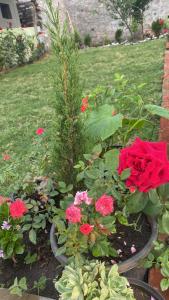 ogród kwiatowy z czerwonymi różami i rośliną w obiekcie Aashiyana Homestay w mieście Bhimtal