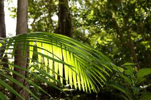 Mt Warning Rainforest Park外面的花园