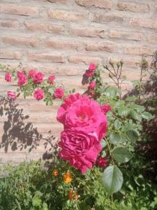 un montón de rosas rosas delante de una pared de ladrillo en Dpto BBB en Zapala