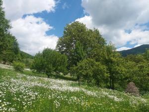 Paesaggio naturale nelle vicinanze dell'affittacamere