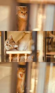 Ospiti di Yangzhou Aihehua Boutique Homestay con animali domestici