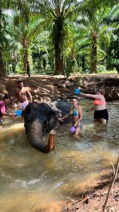a group of people bathing an elephant in the water at At Thara Aonang in Ao Nang Beach