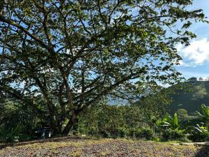 un arbre assis sur le côté d'une colline dans l'établissement Hotel Campestre La Francesina, à Betania