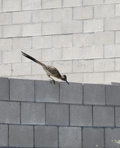 Fotografie z fotogalerie ubytování Luxurious Estate w/ Heated Pool and Amazing Views v destinaci San Bernardino + 37 fotografií