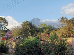 Blick auf einen Berg von einem Garten mit Blumen in der Unterkunft Avacado Homestay in Arusha