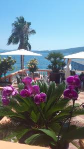 a bunch of purple flowers in front of the ocean at Apartmani Kalinic in Bijela