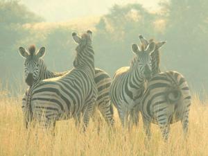 a group of zebras standing in a field at Fountainhill Estate Accommodation in Wartburg