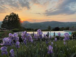 un campo de flores púrpuras con la puesta de sol en el fondo en Agriturismo Podere Prasiano, en Marano sul Panaro