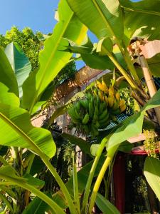 un montón de plátanos colgando de un plátano en Hongkhao Village en Chiang Mai